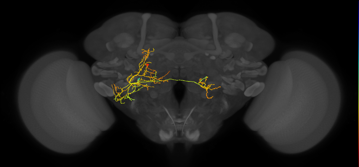 adult VLPp2 lineage neuron