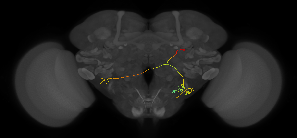 CB4104_R (MaleCNS:539565)