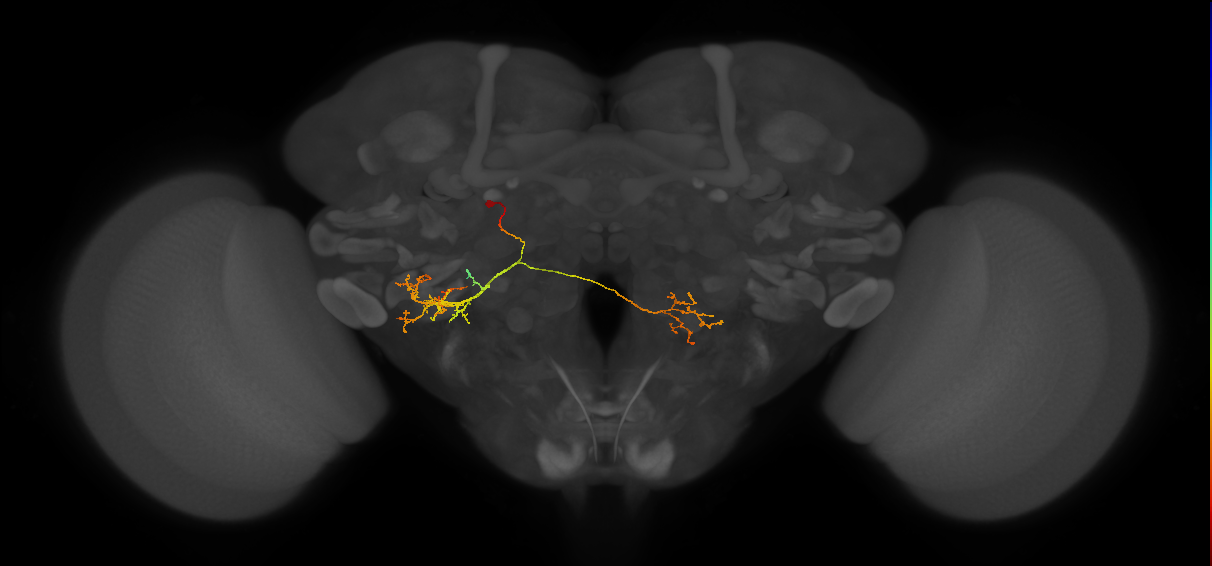 CB4105_L (MaleCNS:86367)
