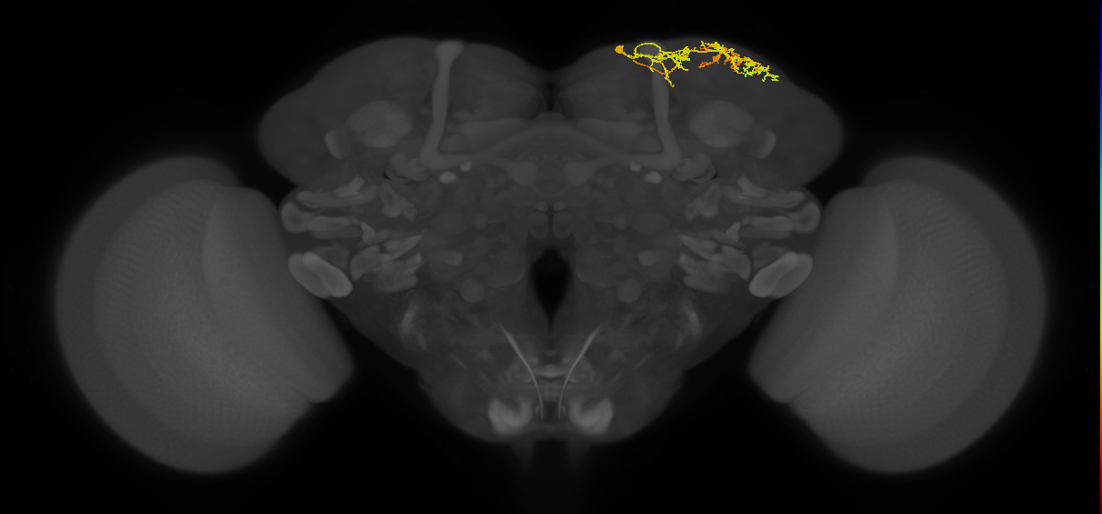CB4110_R (MaleCNS:513395)