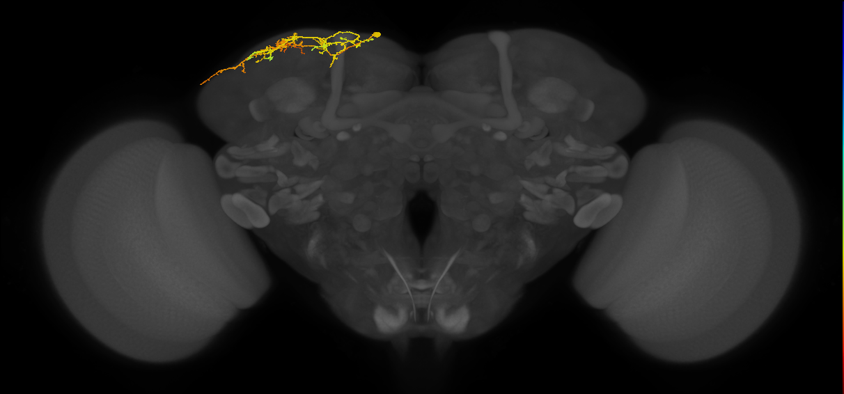 CB4110_L (MaleCNS:112091)