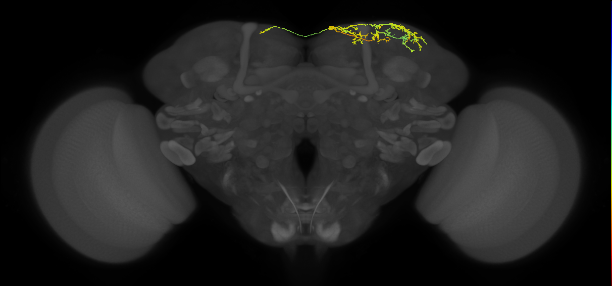 CB4110_R (MaleCNS:117050)