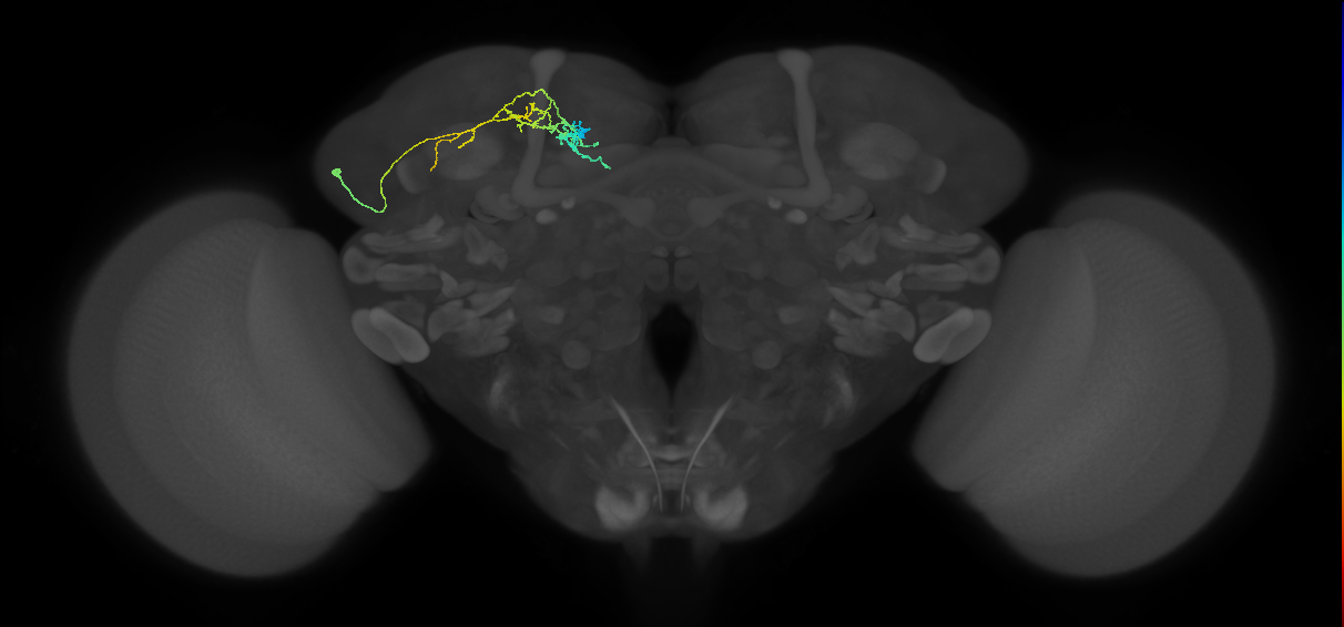 adult SIPa1 lineage neuron