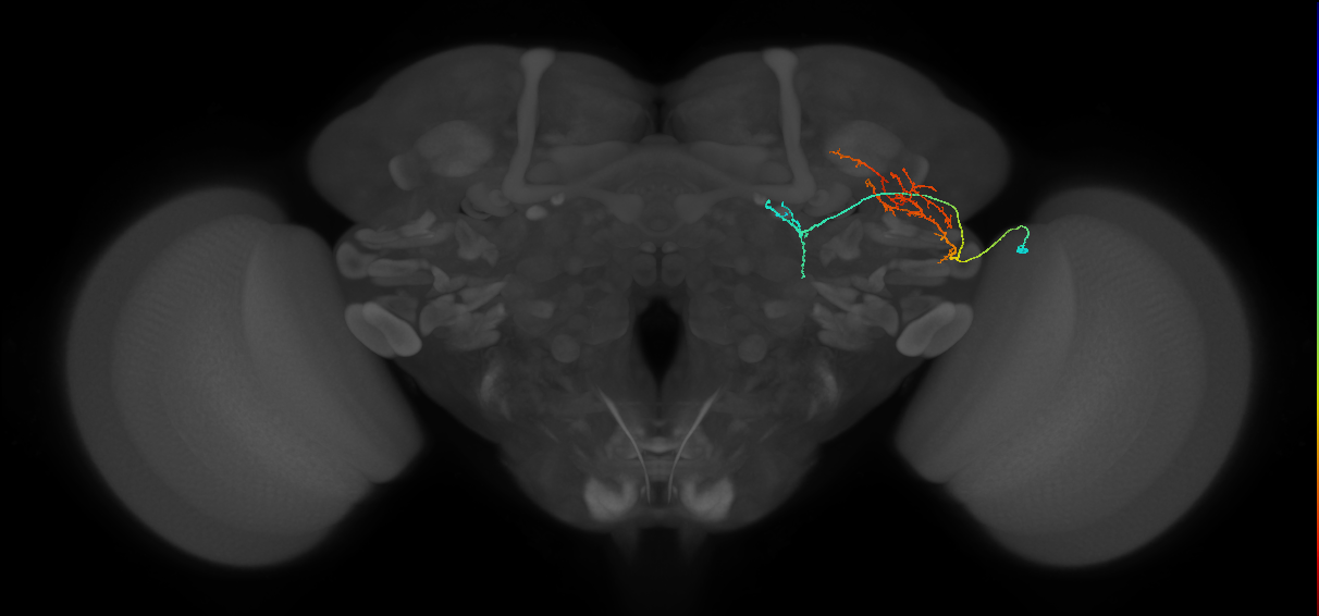 CB4112_R (MaleCNS:53466)