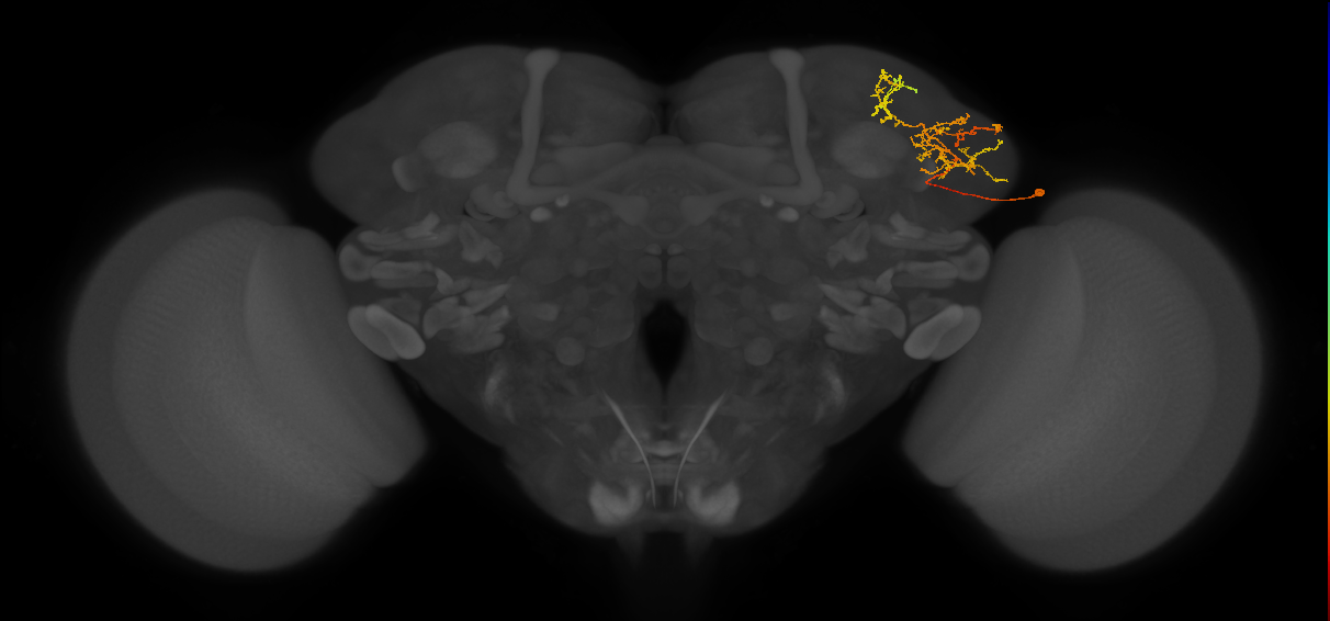 adult LHp1 lineage neuron