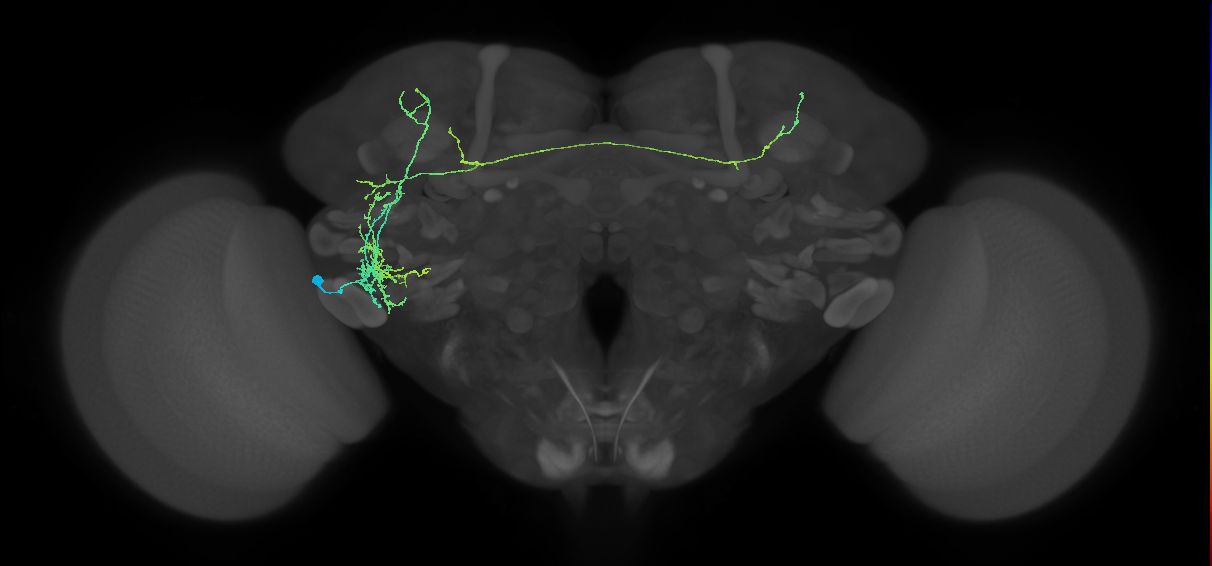 CB4116_L (MaleCNS:513706)