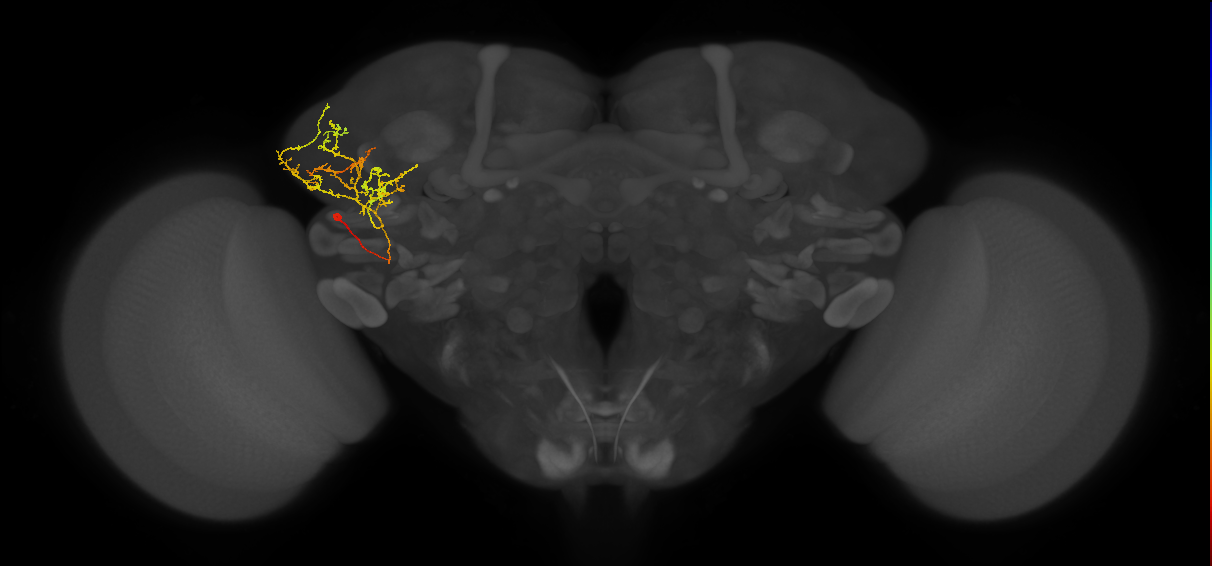 CB4117_L (MaleCNS:523893)