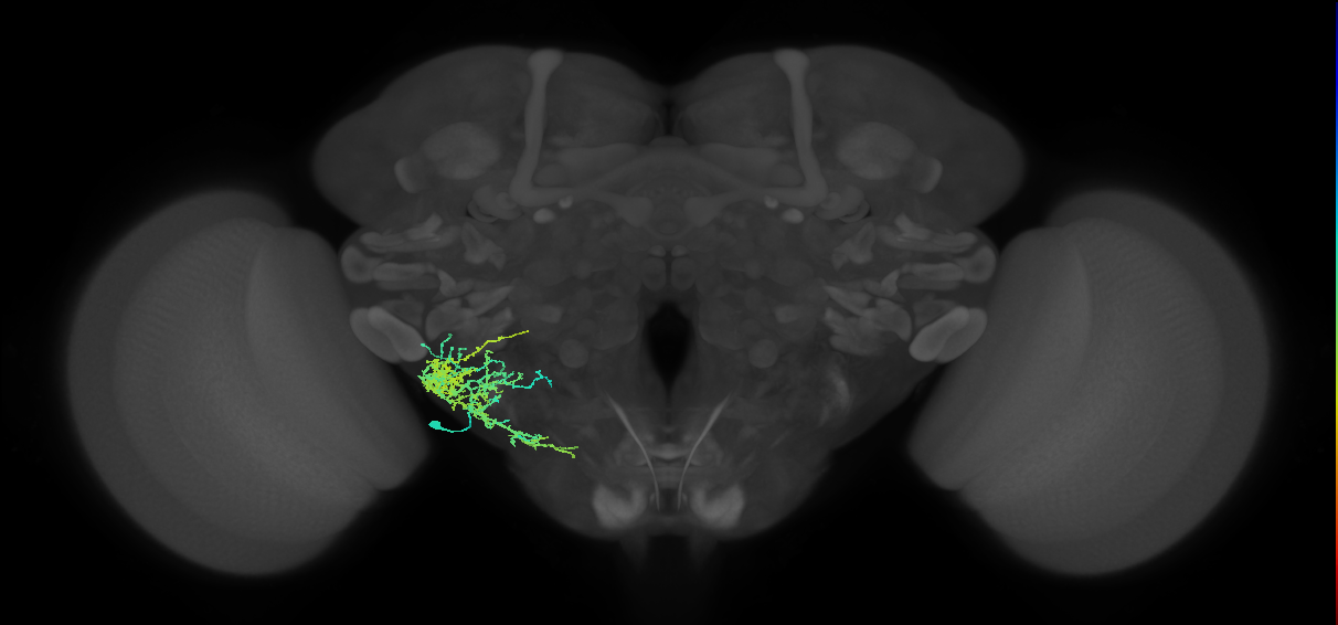 adult WEDa1 lineage neuron
