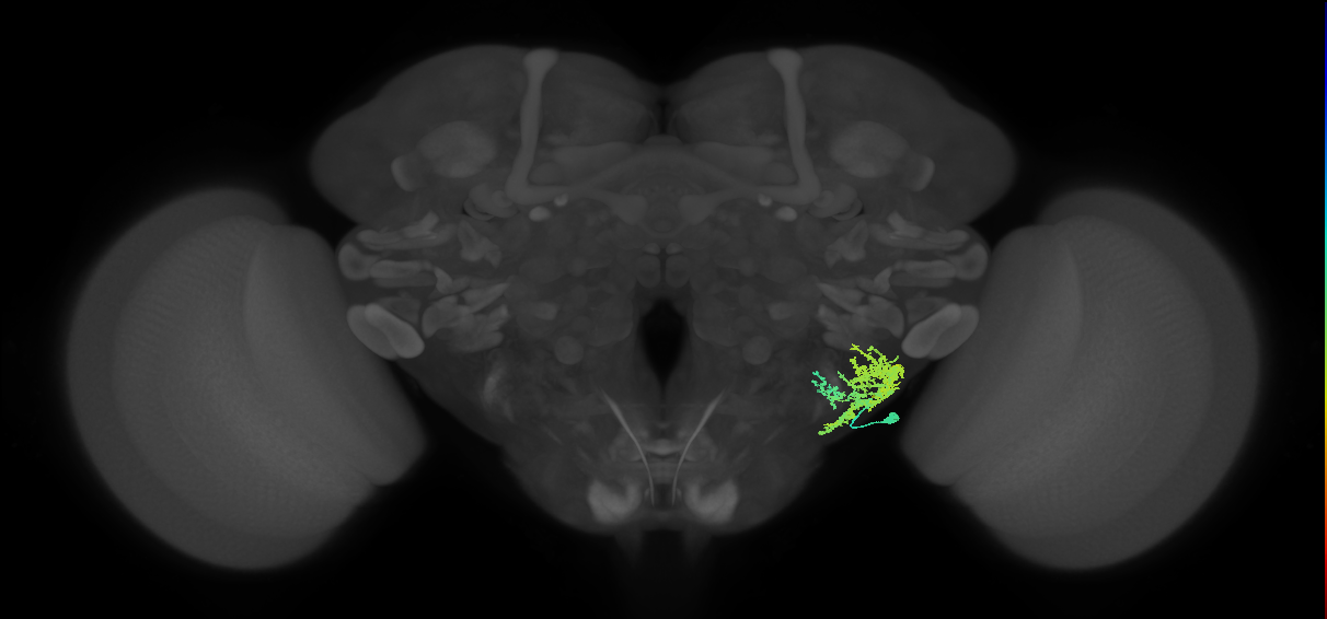 CB4118_R (MaleCNS:21324)