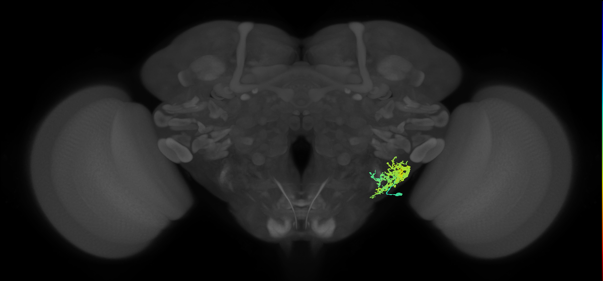 CB4118_R (MaleCNS:22908)