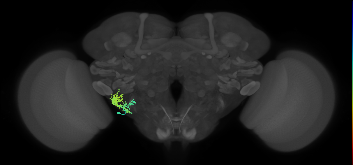 adult WEDa1 lineage neuron