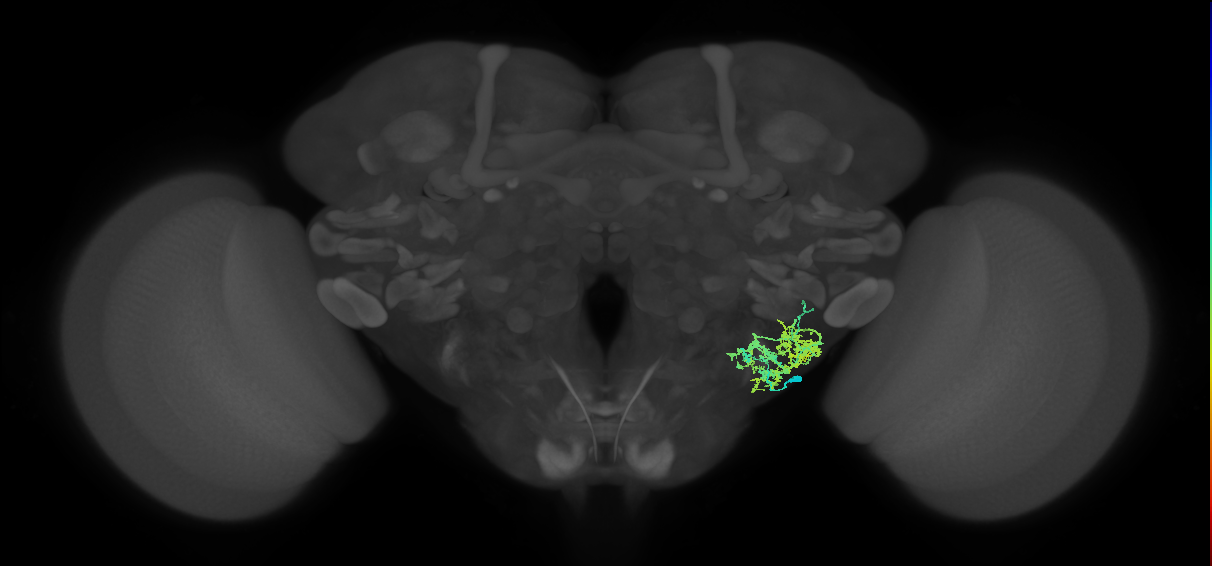 CB4118_R (MaleCNS:83968)