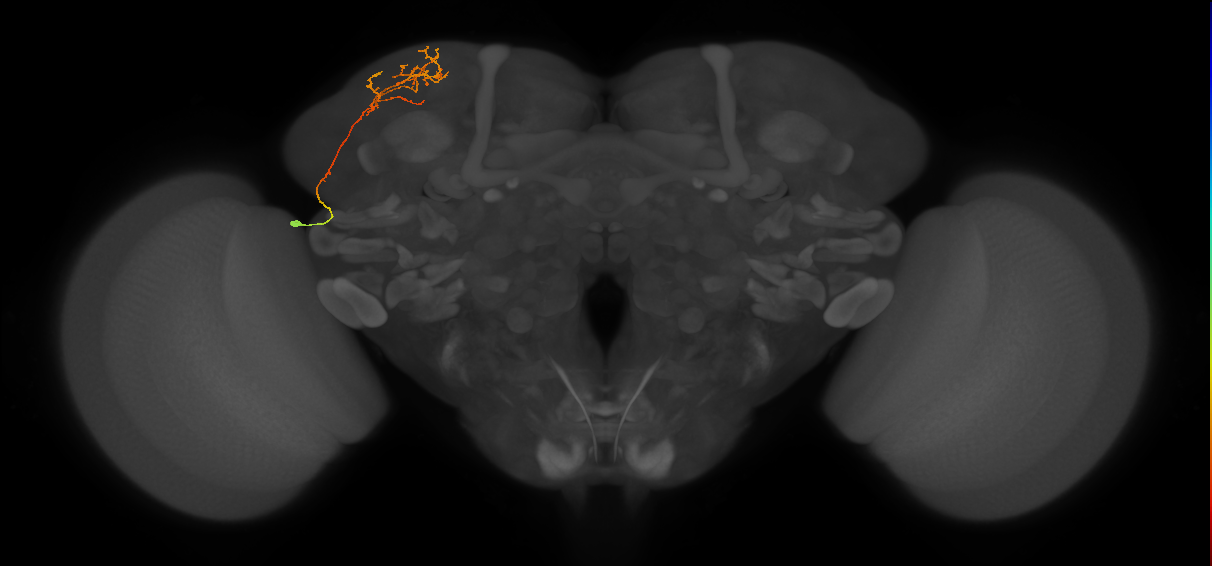CB4119_L (MaleCNS:130635)