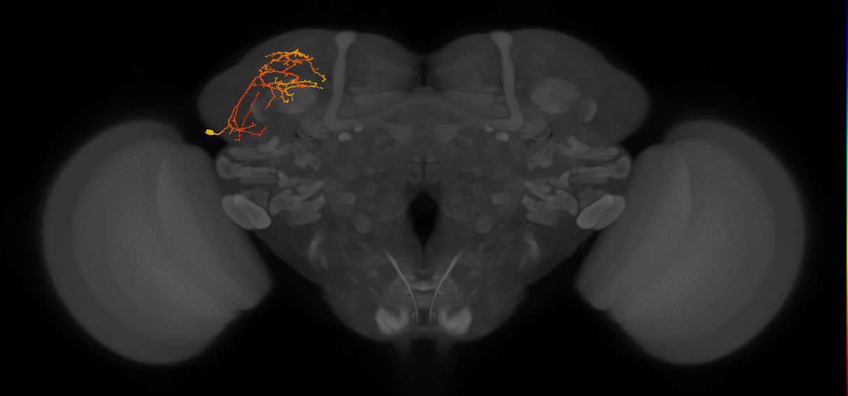 CB4119_L (MaleCNS:87020)