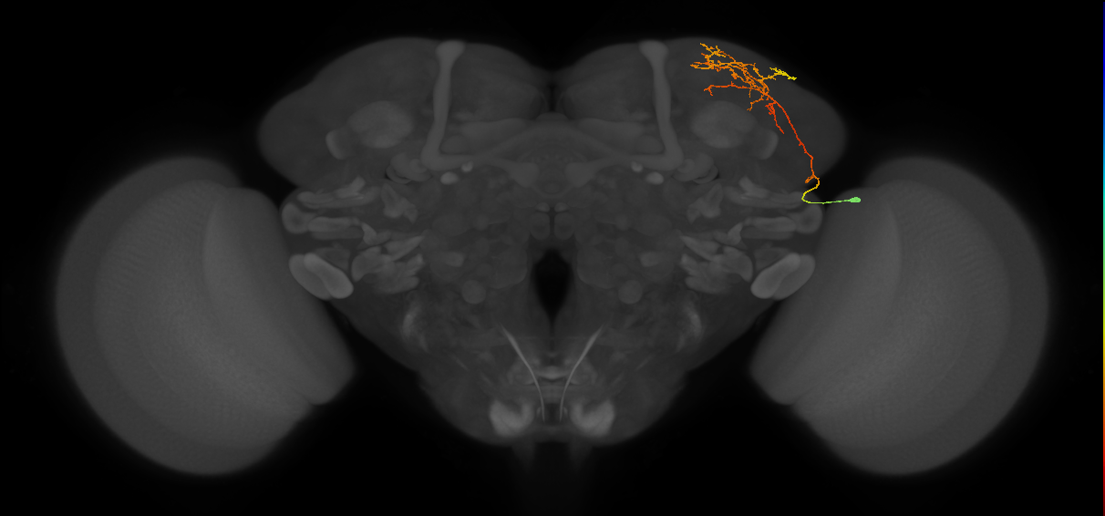 CB4119_R (MaleCNS:56343)