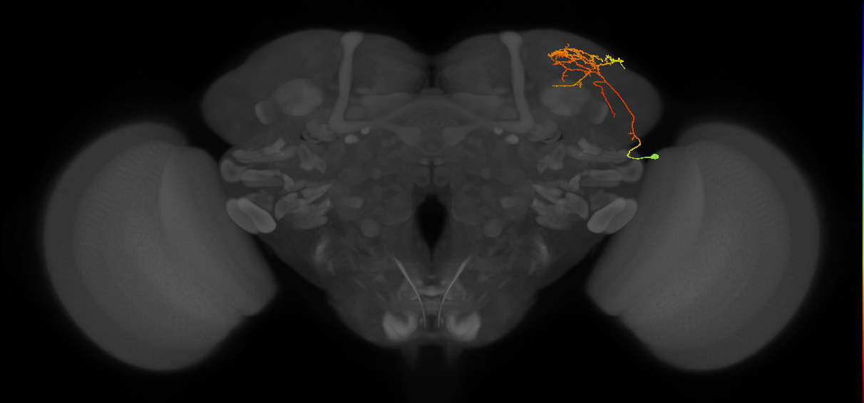 CB4119_R (MaleCNS:56622)
