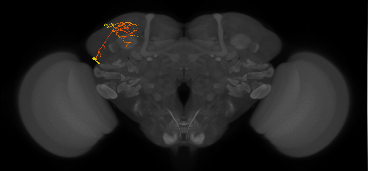 CB4119_L (MaleCNS:67901)