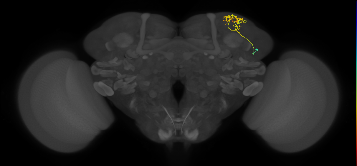 CB4120_R (MaleCNS:64447)