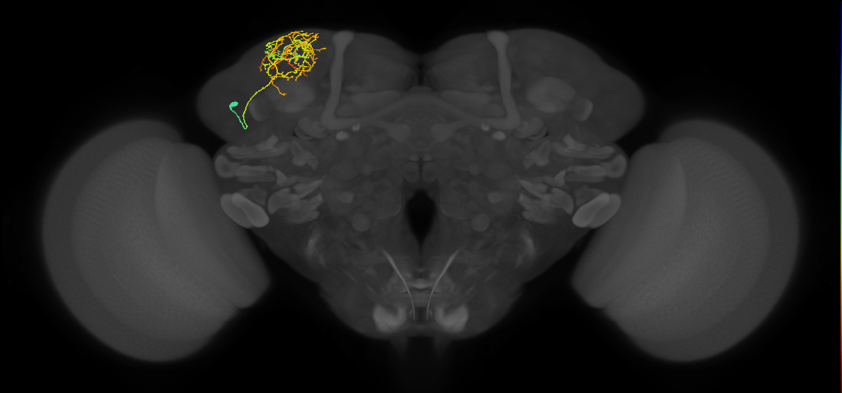 CB4120_L (MaleCNS:47005)