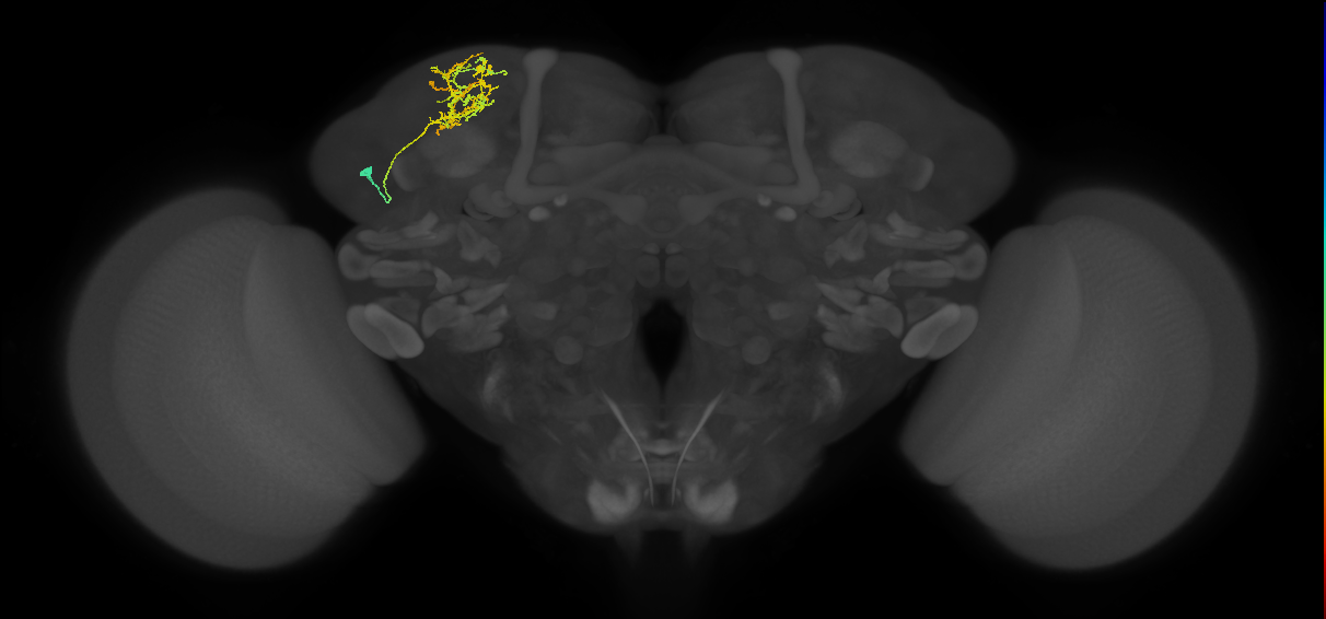 CB4120_L (MaleCNS:89287)