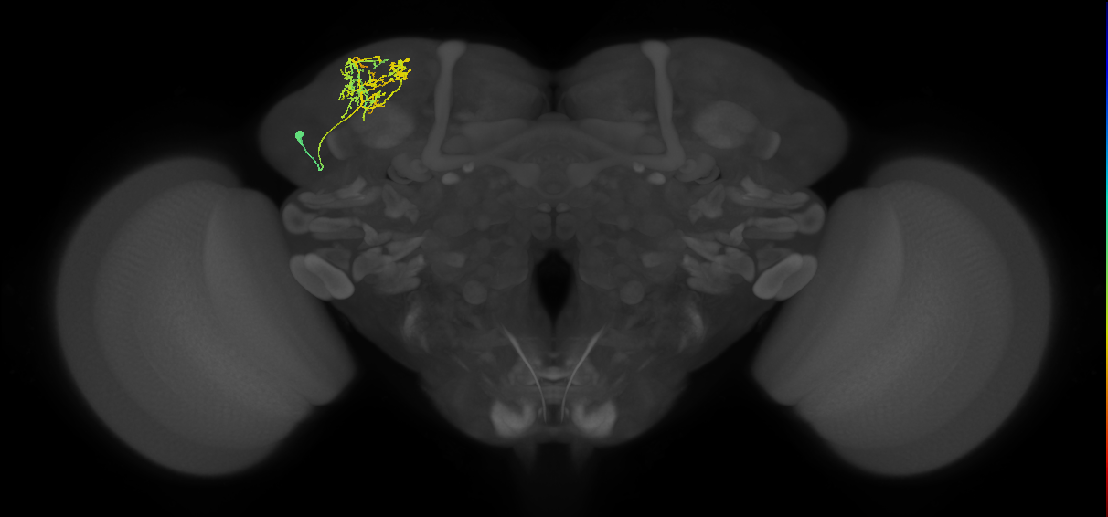 CB4121_L (MaleCNS:57668)