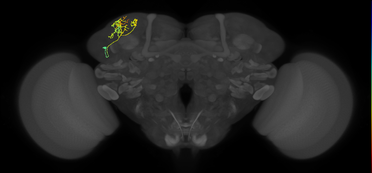 CB4121_L (MaleCNS:512488)