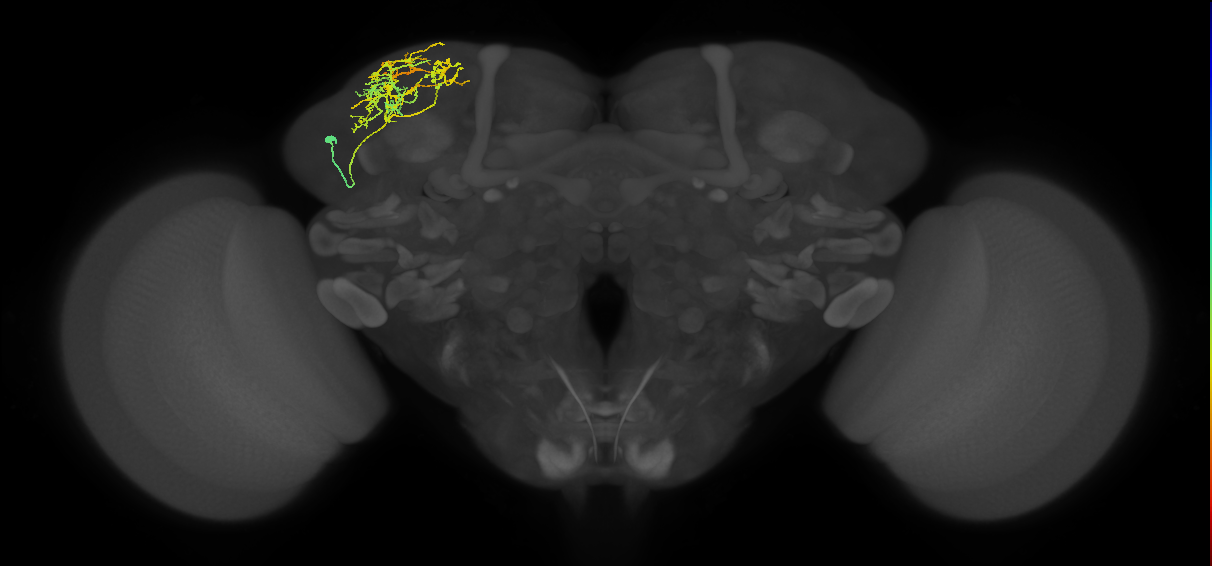 CB4121_L (MaleCNS:550402)