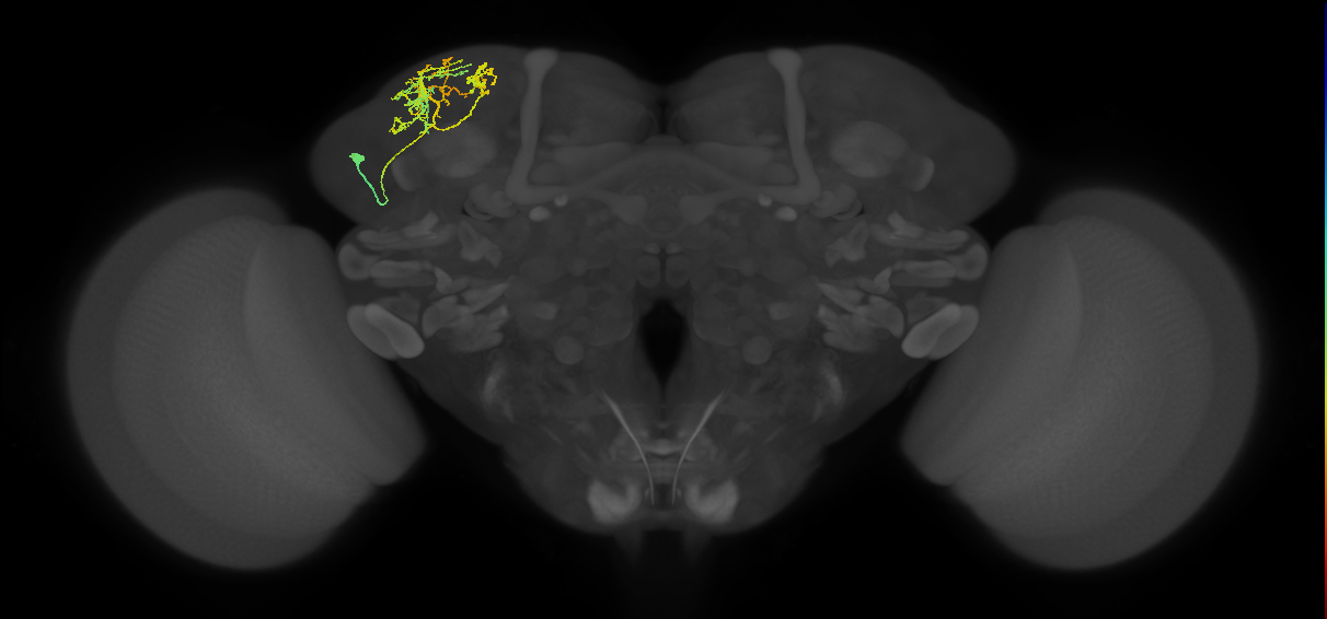 CB4121_L (MaleCNS:127656)