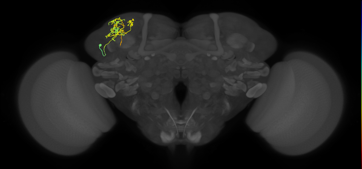 CB4121_L (MaleCNS:517199)
