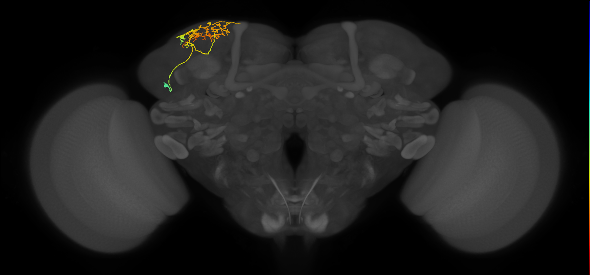 CB4122_L (MaleCNS:129972)