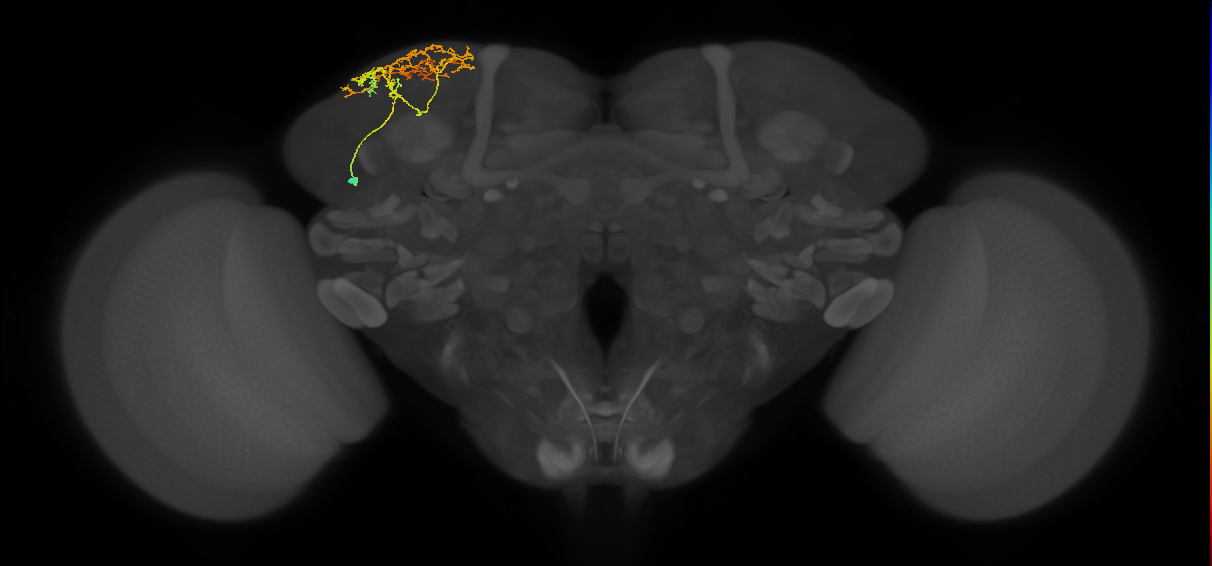 CB4122_L (MaleCNS:524285)