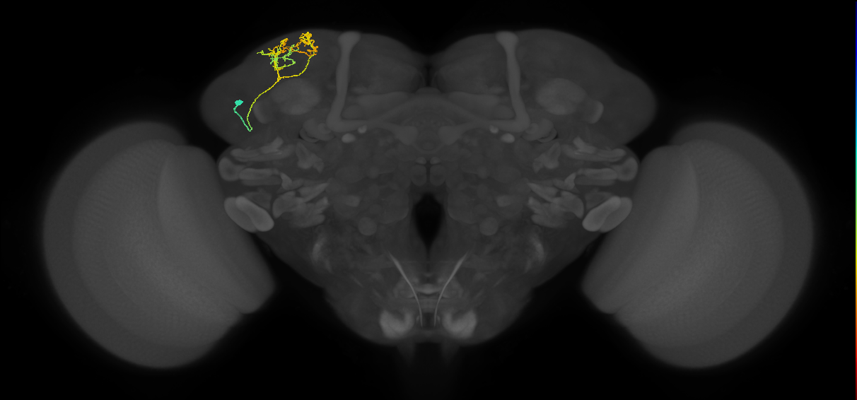 CB4123_L (MaleCNS:94954)