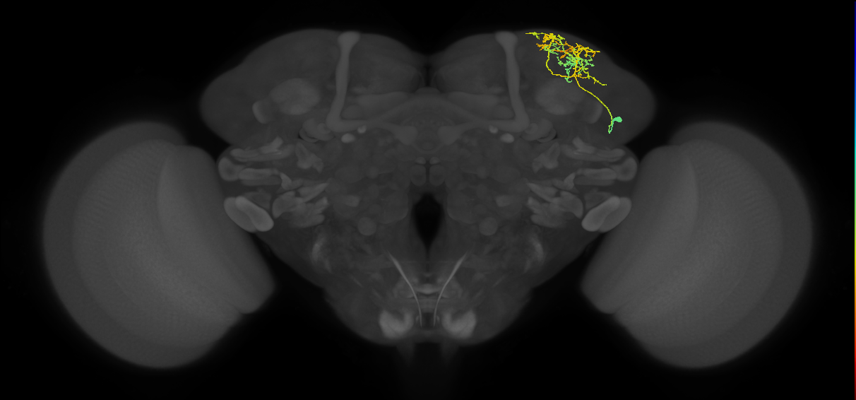 CB4123_R (MaleCNS:54960)