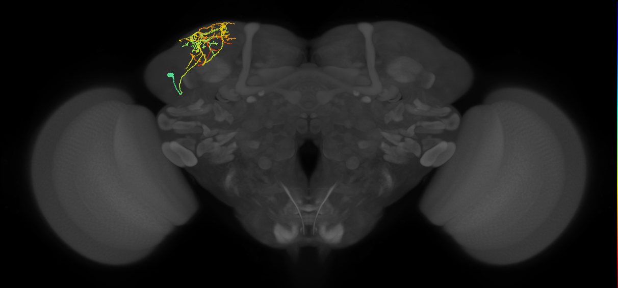CB4123_L (MaleCNS:34823)