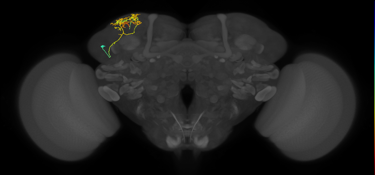 CB4123_L (MaleCNS:132626)
