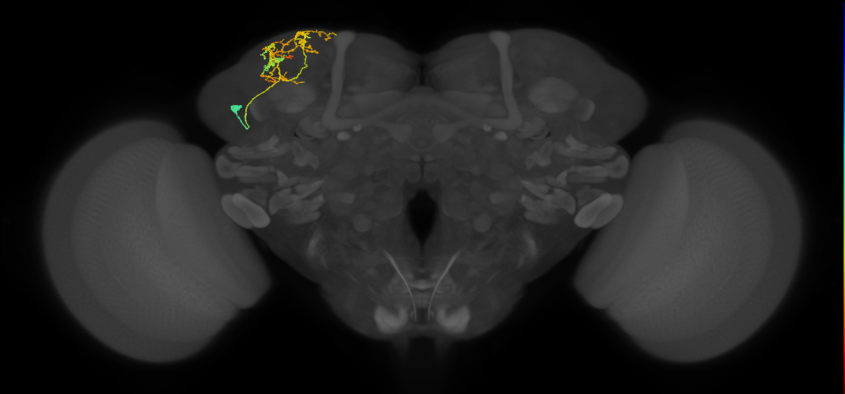 CB4123_L (MaleCNS:80454)