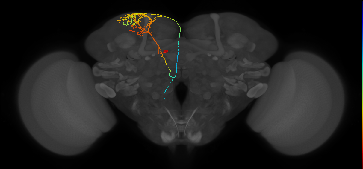 DPMpm1 lineage neuron