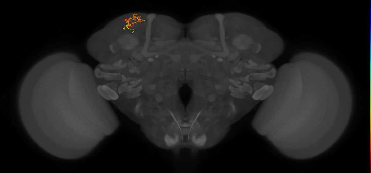 CB4129_L (MaleCNS:158559)