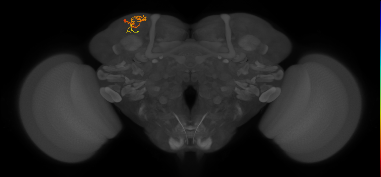 CB4129_L (MaleCNS:138941)