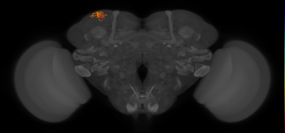 CB4129_L (MaleCNS:162766)