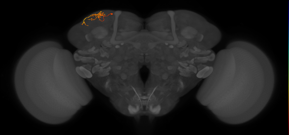CB4129_L (MaleCNS:518789)