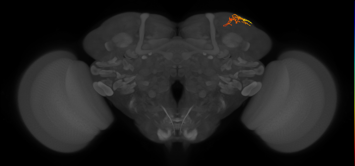 adult SLPpm1 lineage neuron