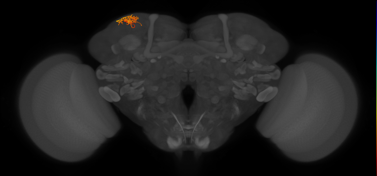 adult SLPpm1 lineage neuron