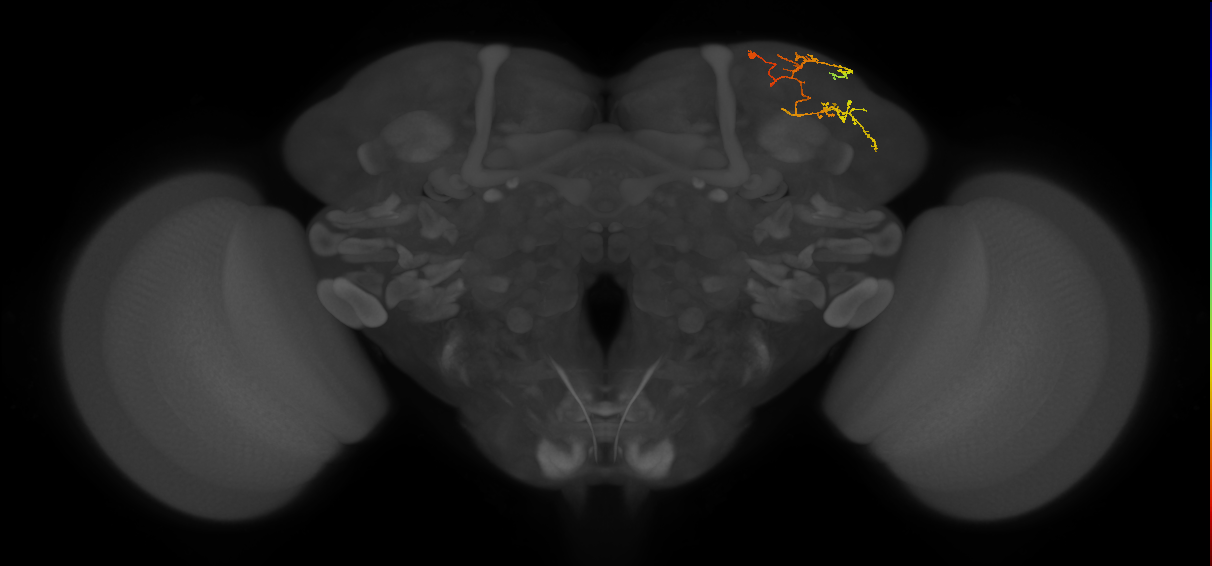 CB4131_R (MaleCNS:155687)
