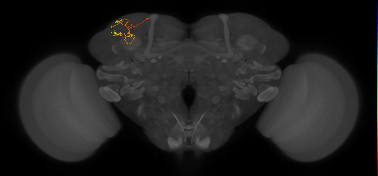 CB4131_L (MaleCNS:580346)