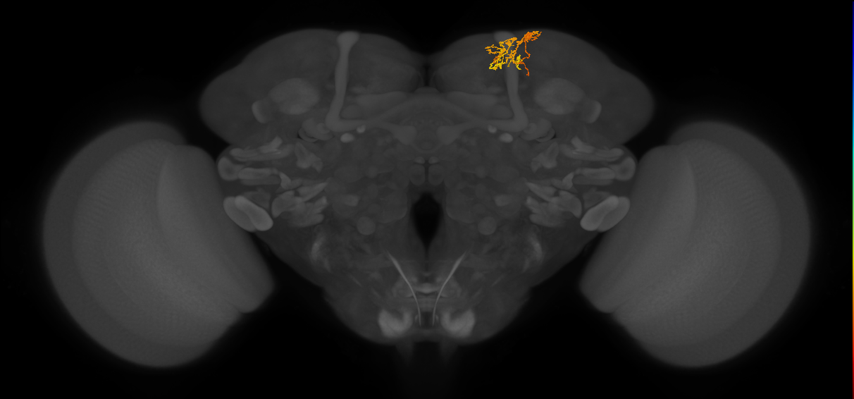 CB4133_R (MaleCNS:587298)