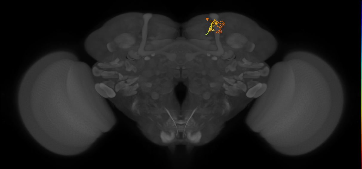 CB4134_R (MaleCNS:165557)