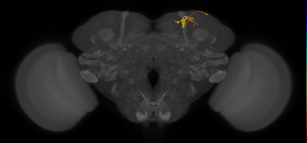 adult SLPpm2 lineage neuron