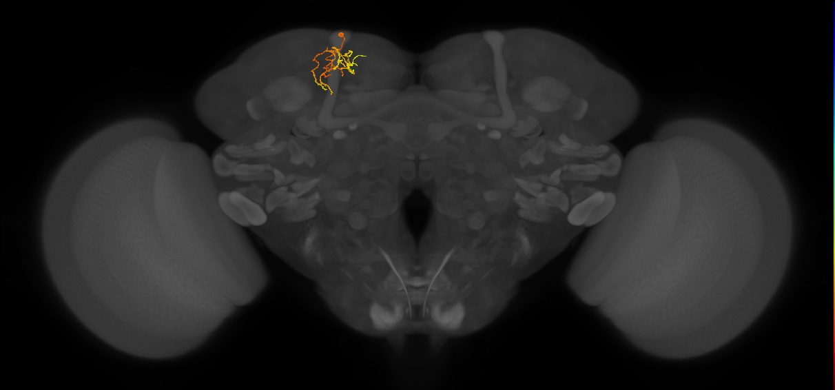 CB4134_L (MaleCNS:159786)