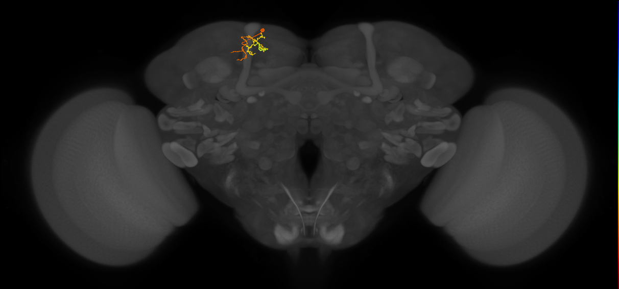 CB4134_L (MaleCNS:166693)